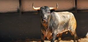 Los toros de Saltillo para este domingo ya están en Las Ventas