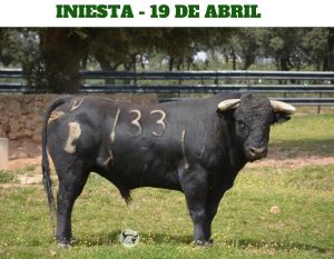 Los toros de Alcurrucén para la corrida de Iniesta