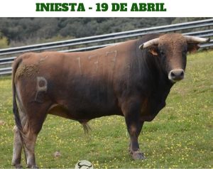 Los toros de Alcurrucén para la corrida de Iniesta
