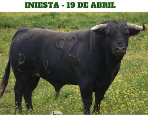 Los toros de Alcurrucén para la corrida de Iniesta