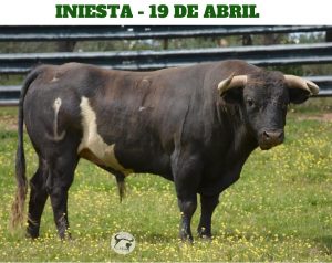Los toros de Alcurrucén para la corrida de Iniesta