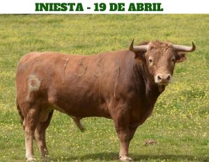 Los toros de Alcurrucén para la corrida de Iniesta