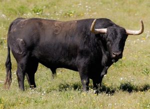 Un duelo de ganaderías debutantes en Estremera