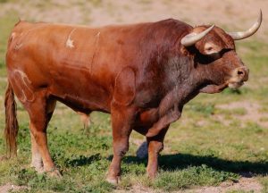 Un duelo de ganaderías debutantes en Estremera