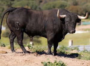 Un duelo de ganaderías debutantes en Estremera