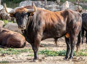 Un duelo de ganaderías debutantes en Estremera