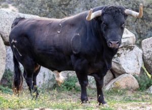 Un duelo de ganaderías debutantes en Estremera