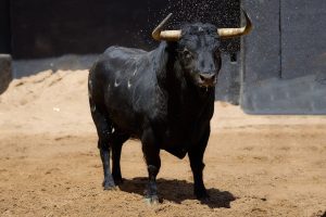 Orden de lidia de los toros de Fermín Bohórquez para Sevilla