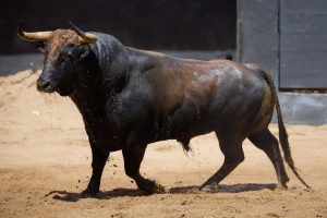 Orden de lidia de los toros de Fermín Bohórquez para Sevilla