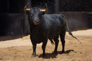 Orden de lidia de los toros de Fermín Bohórquez para Sevilla