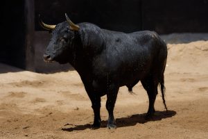 Orden de lidia de los toros de Fermín Bohórquez para Sevilla