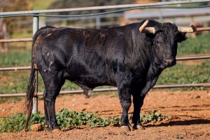 Los toros de Jandilla para el regreso de Roca Rey a Arles