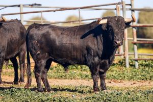 Los toros de Jandilla para el regreso de Roca Rey a Arles