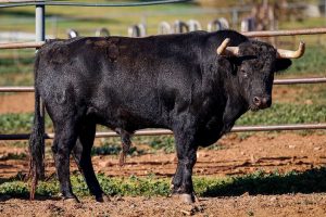 Los toros de Jandilla para el regreso de Roca Rey a Arles