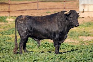 Los toros de Jandilla para el regreso de Roca Rey a Arles
