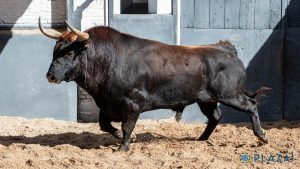 Los ejemplares de Palha para esta tarde en Las Ventas