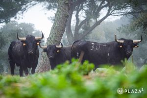 Los toros de Palha para el Domingo de Resurrección en Madrid