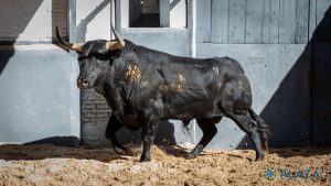 Los ejemplares de Palha para esta tarde en Las Ventas