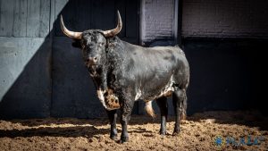 Los ejemplares de Palha para esta tarde en Las Ventas