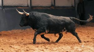 Los toros de Palha para el Domingo de Resurrección en Madrid