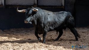 Los ejemplares de Palha para esta tarde en Las Ventas