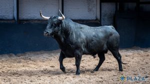 Los ejemplares de Palha para esta tarde en Las Ventas