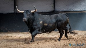 Los ejemplares de Palha para esta tarde en Las Ventas