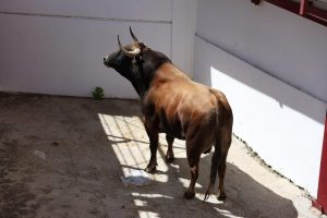 Los toros de Álvaro Núñez para la Corrida Picassiana