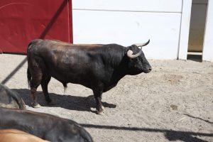 Los toros de Álvaro Núñez para la Corrida Picassiana