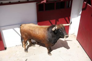 Los toros de Álvaro Núñez para la Corrida Picassiana