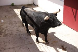 Los toros de Álvaro Núñez para la Corrida Picassiana