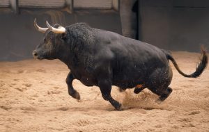 Los toros de Valdellán ya están en Las Ventas