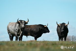 La corrida de Valdellán para el Domingo de Ramos en Las Ventas