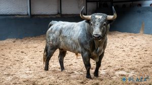 Seis astados de Valdellán para la cita de hoy en Las Ventas