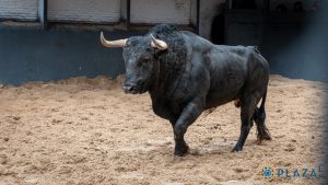 Seis astados de Valdellán para la cita de hoy en Las Ventas