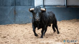 Seis astados de Valdellán para la cita de hoy en Las Ventas