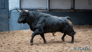 Seis astados de Valdellán para la cita de hoy en Las Ventas