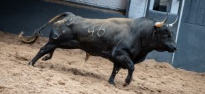 Seis astados de Valdellán para la cita de hoy en Las Ventas