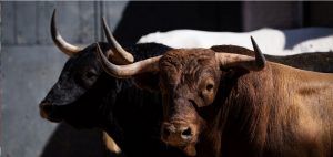 Sorteados los de Araúz de Robles para hoy en Madrid