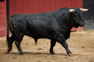 Los toros de Fermín Bohórquez para la de rejones en Sevilla