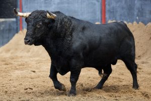 Los toros de Fermín Bohórquez para la de rejones en Sevilla