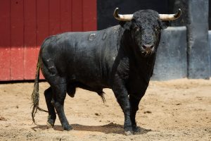 Los toros de Fermín Bohórquez para la de rejones en Sevilla