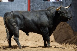 Los toros de Fermín Bohórquez para la de rejones en Sevilla
