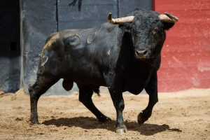 Los toros de Fermín Bohórquez para la de rejones en Sevilla