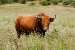 Los toros de Núñez del Cuvillo para el 17 de mayo en Valladolid