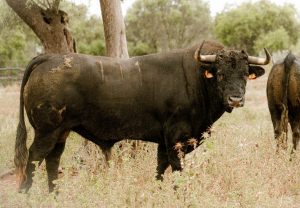 Los toros de Núñez del Cuvillo para el 17 de mayo en Valladolid