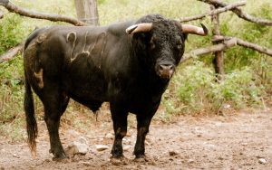 Los toros de Núñez del Cuvillo para el 17de mayo en Valladolid