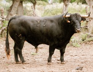 Los toros de Núñez del Cuvillo para el 17 de mayo en Valladolid