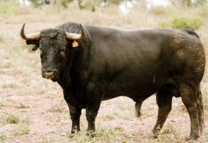 Los toros de Núñez del Cuvillo para el 17 de mayo en Valladolid