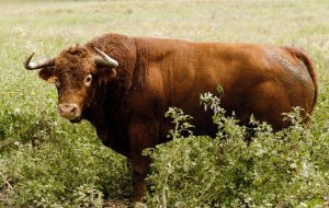 Los toros de Núñez del Cuvillo para el 17 de mayo en Valladolid